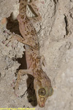 gecko closeup